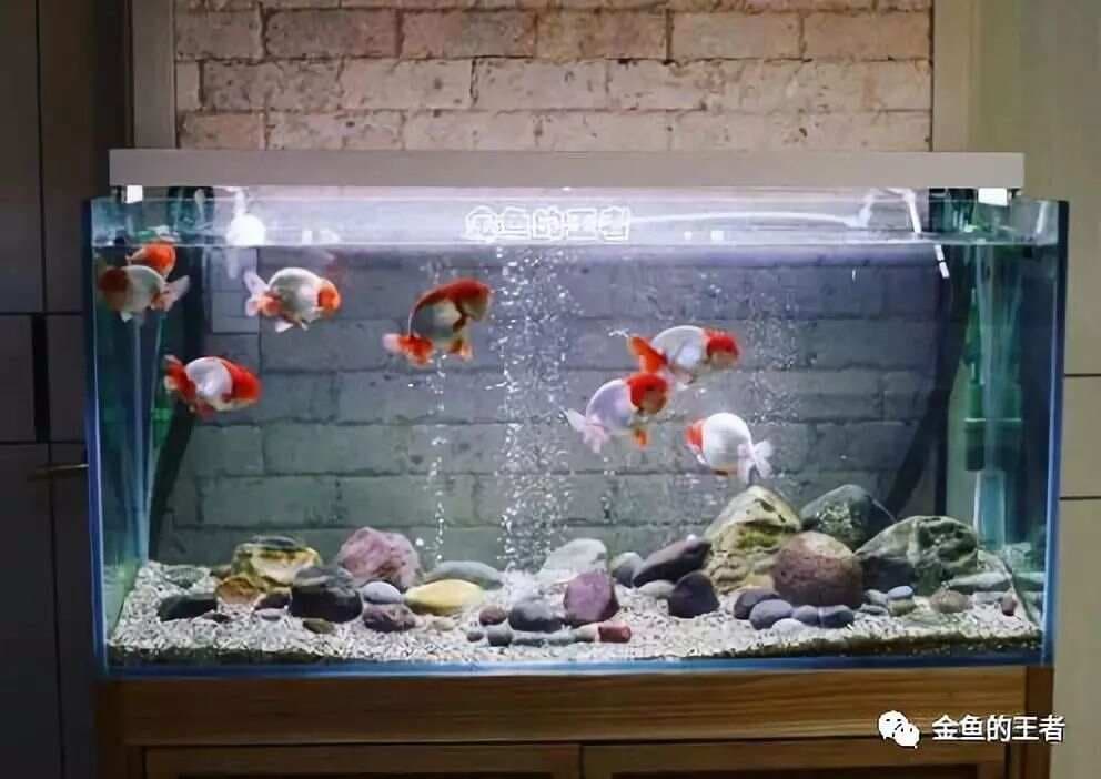 你的鱼缸能养多少条金鱼？（建议收藏）