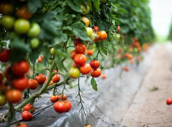专业番茄种植指南：环境条件、营养需求与缺素诊断