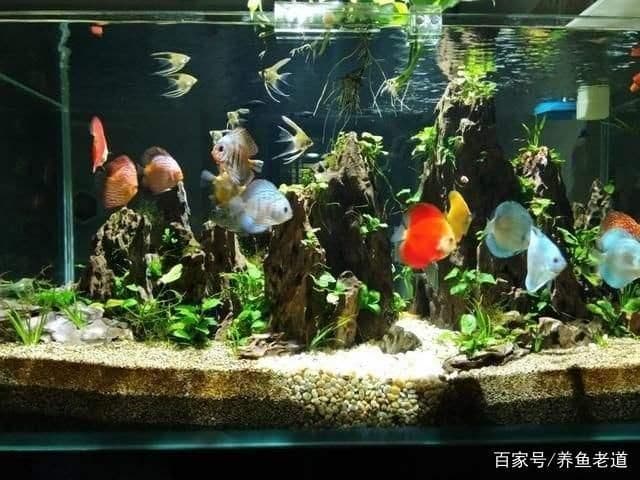 家庭鱼缸适合养什么冷水鱼（冷水鱼与热带鱼的区别）