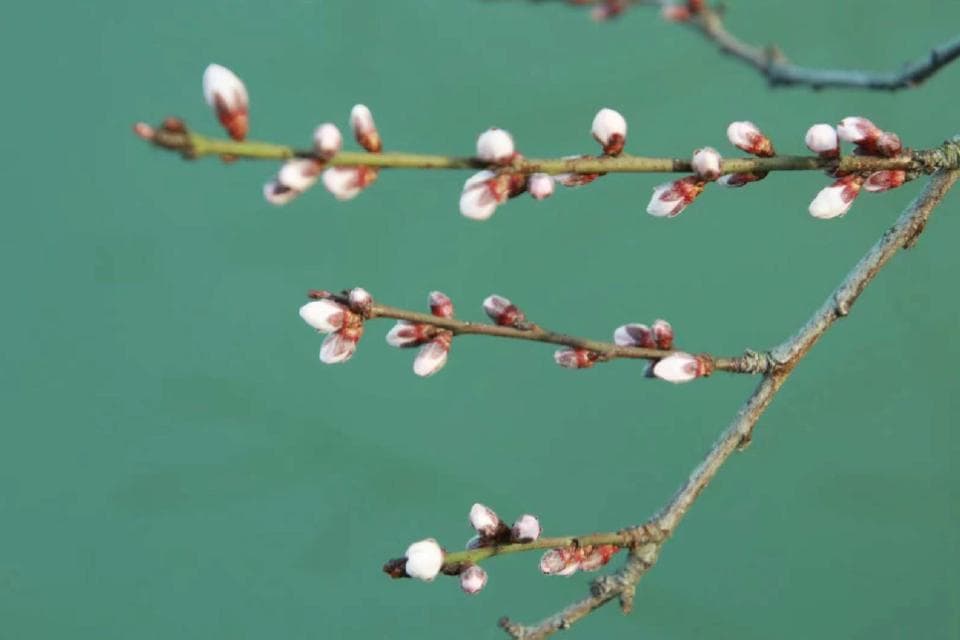 瘦西湖春季赏花攻略：五大主题花季，从三月到五月