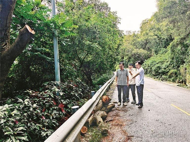 树枝下垂影响交通安全，谁来管养？责任单位：已落实整改