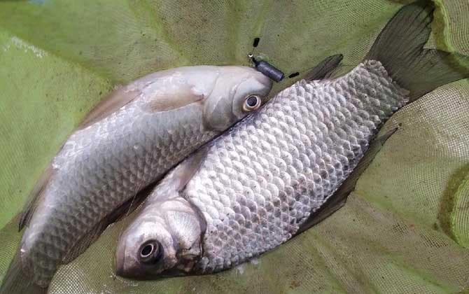 鲥鱼和鲫鱼的区别