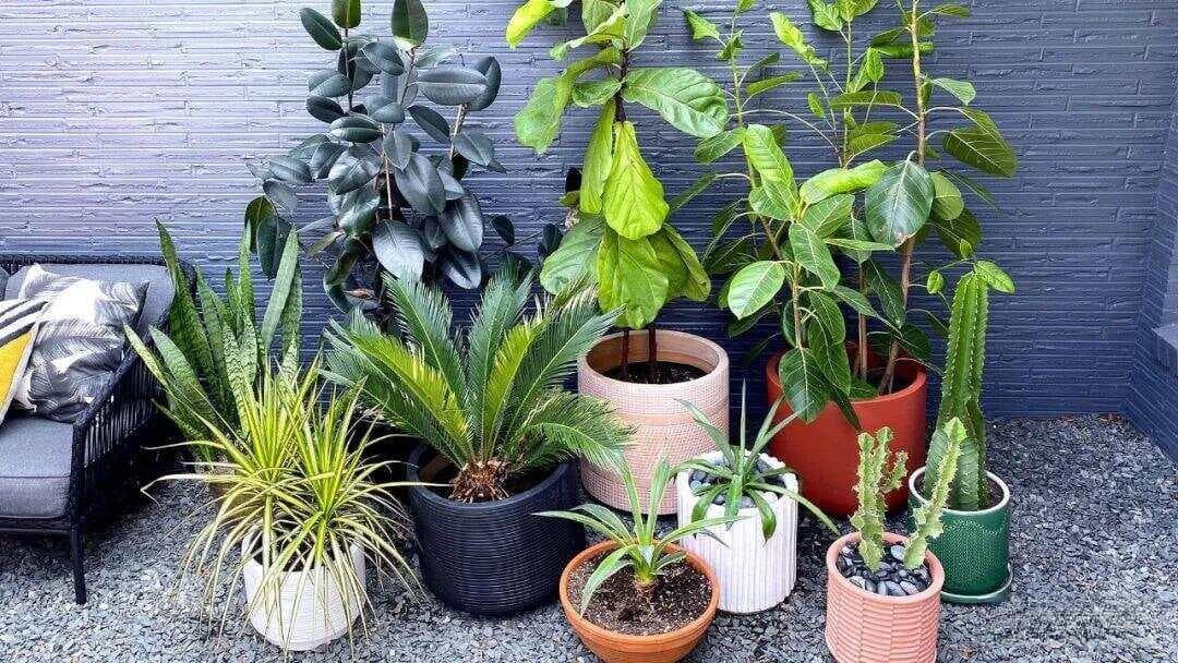 在盆栽植物土面铺上铺面石，优缺点很多，该如何正确使用铺面石？
