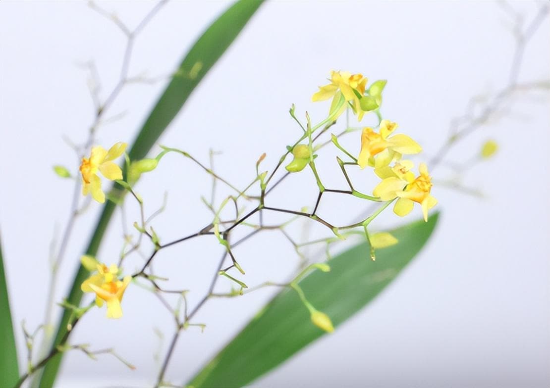 文心兰花怎么养（文心兰的栽培养护管理）