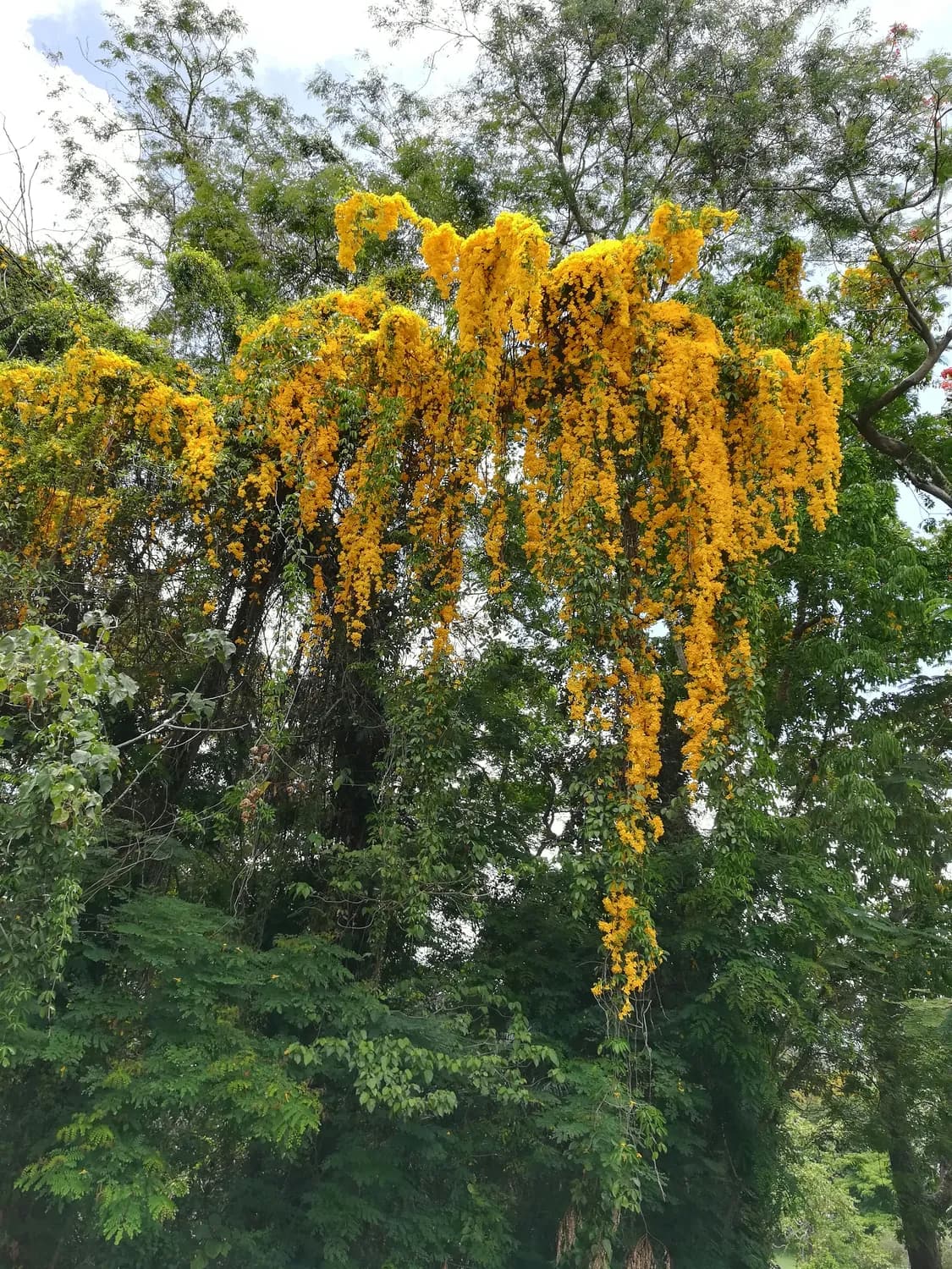 种棵桂花树，好运滚滚来！