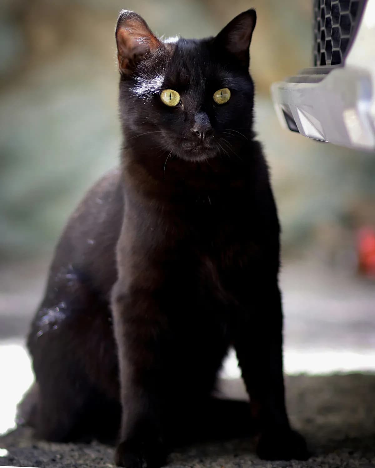 玄猫探险：揭秘黑猫背后的神秘文化