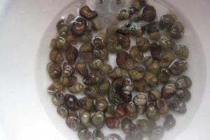 田螺：从生物学特征到人工养殖技术