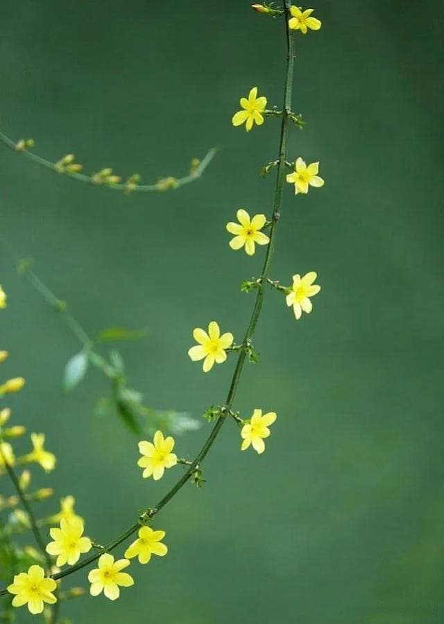 迎春花开正当时，学会6个技巧，拍出唯美好片！