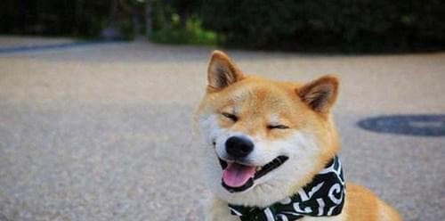 柴犬养护全攻略：从性格特点到日常护理