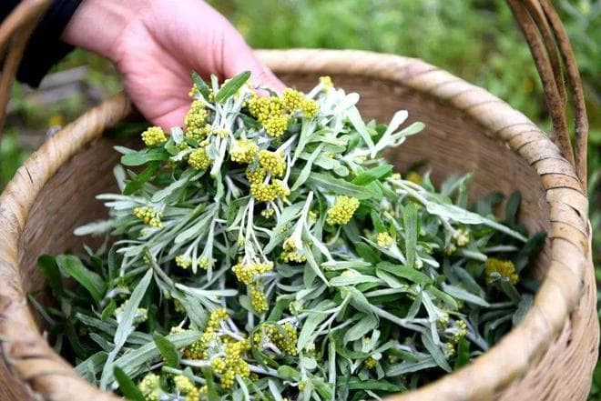 解锁春菜新吃法：八种美味做法让你爱上春天的味道
