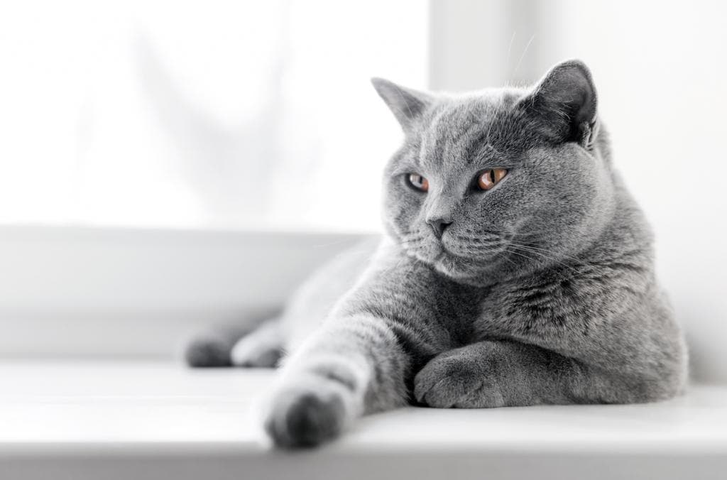 解梦：梦见不同猫咪代表什么心理？
