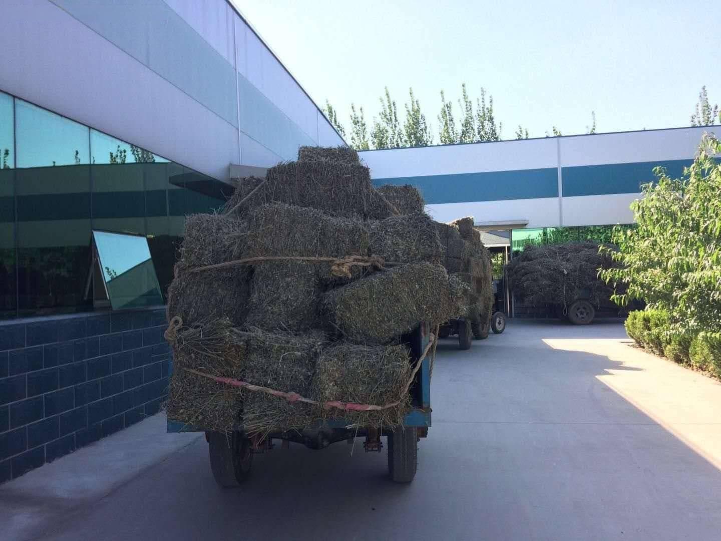 亚临界萃取联合分子蒸馏法提取艾草精油