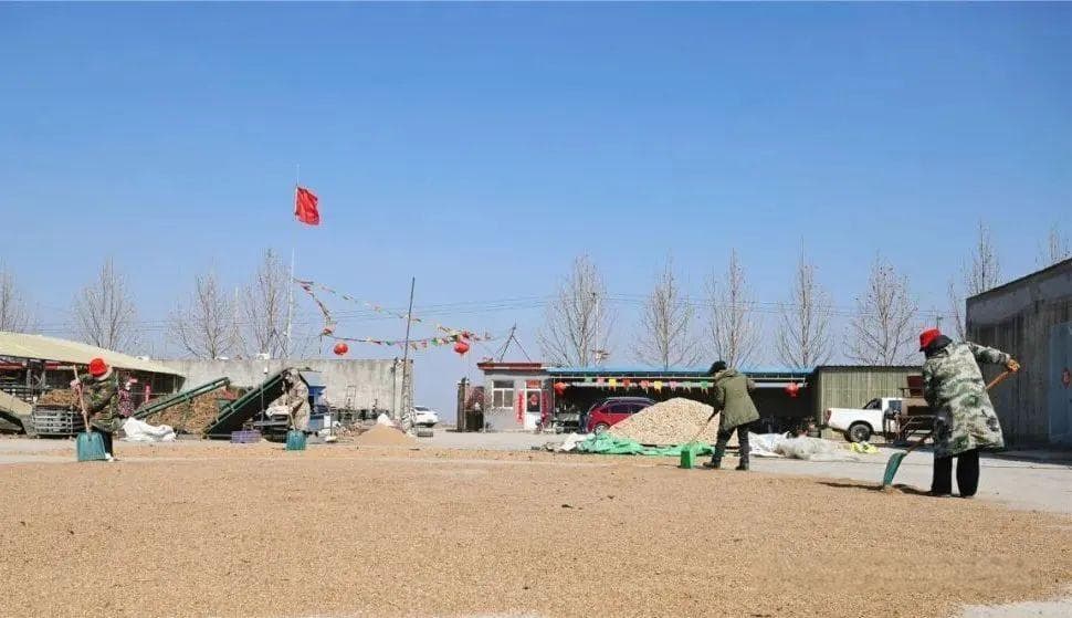 河北定州：中药材产业铺就乡村致富路