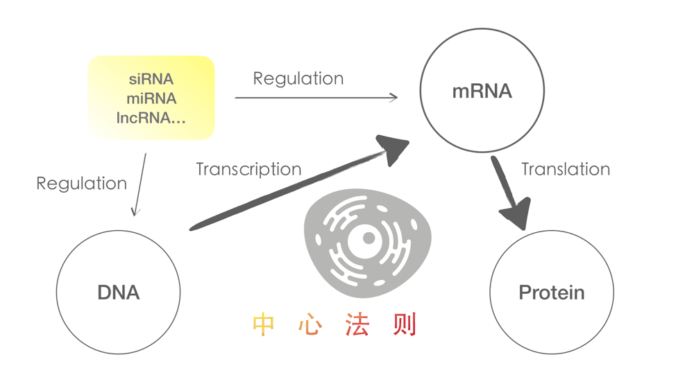 RNA技术：从mRNA疫苗到非编码RNA药物