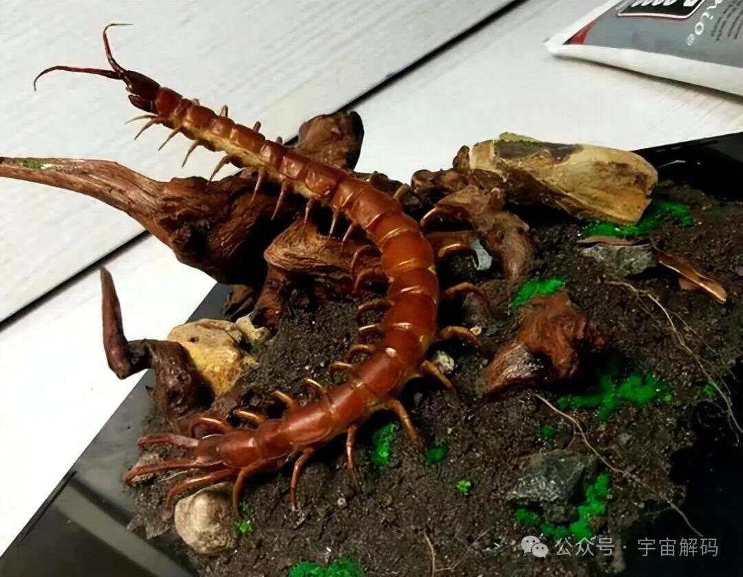 蜈蚣到底有多毒，如果人被它咬伤后会怎样？