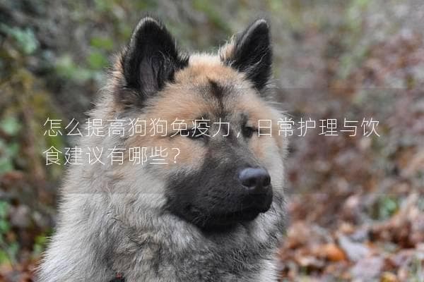 怎么提高狗狗免疫力，日常护理与饮食建议有哪些？