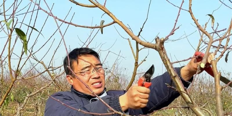 学会正确修剪方法，让你的桃树更健康