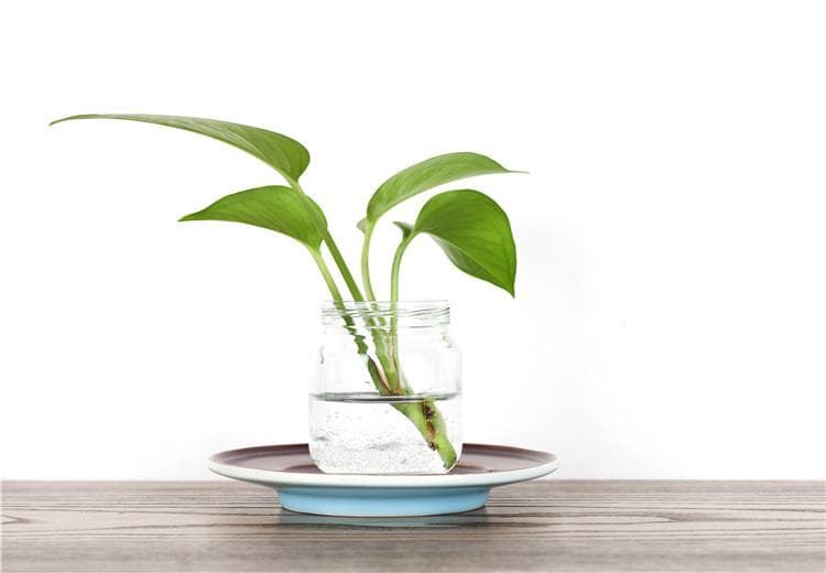 水培植物如何增氧施肥？