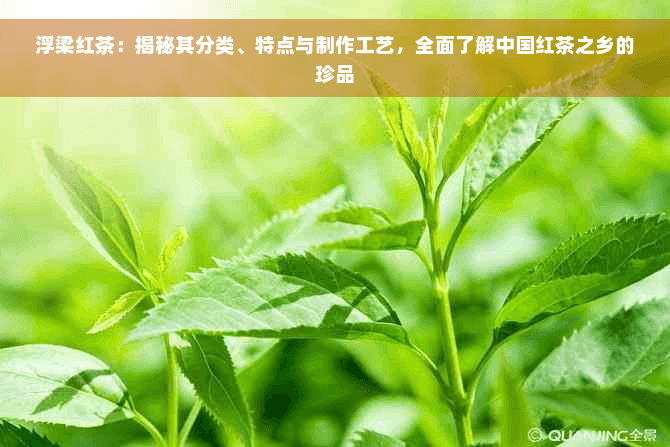浮梁红茶：揭秘其分类、特点与制作工艺，全面了解中国红茶之乡的珍品