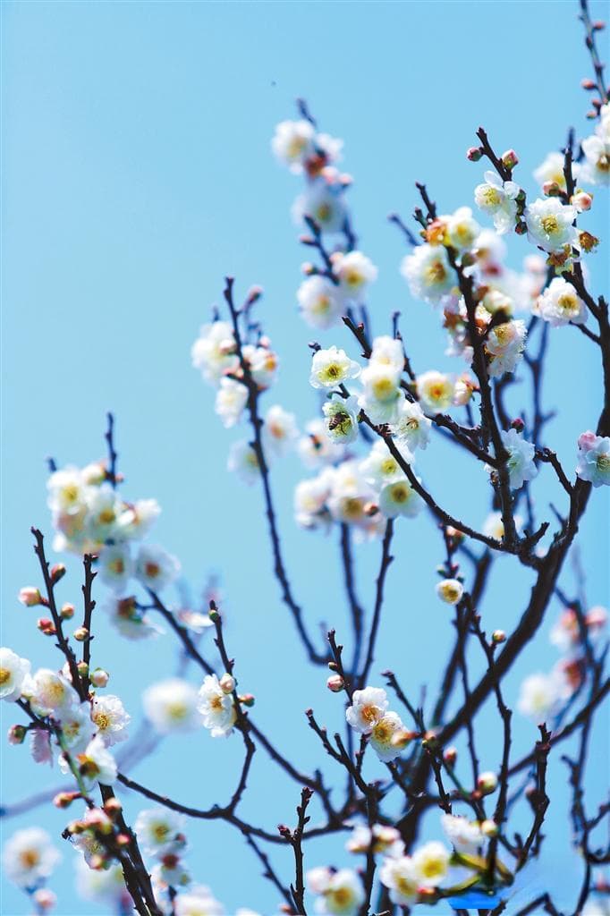 古诗词中的春花——情景年来无限好