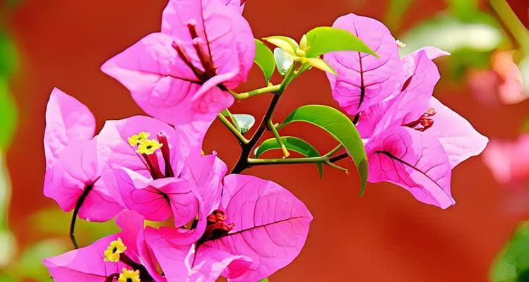 三角梅的开花时间和条件（品种多样，开花需谨慎；养护有技巧，满园都是花香）