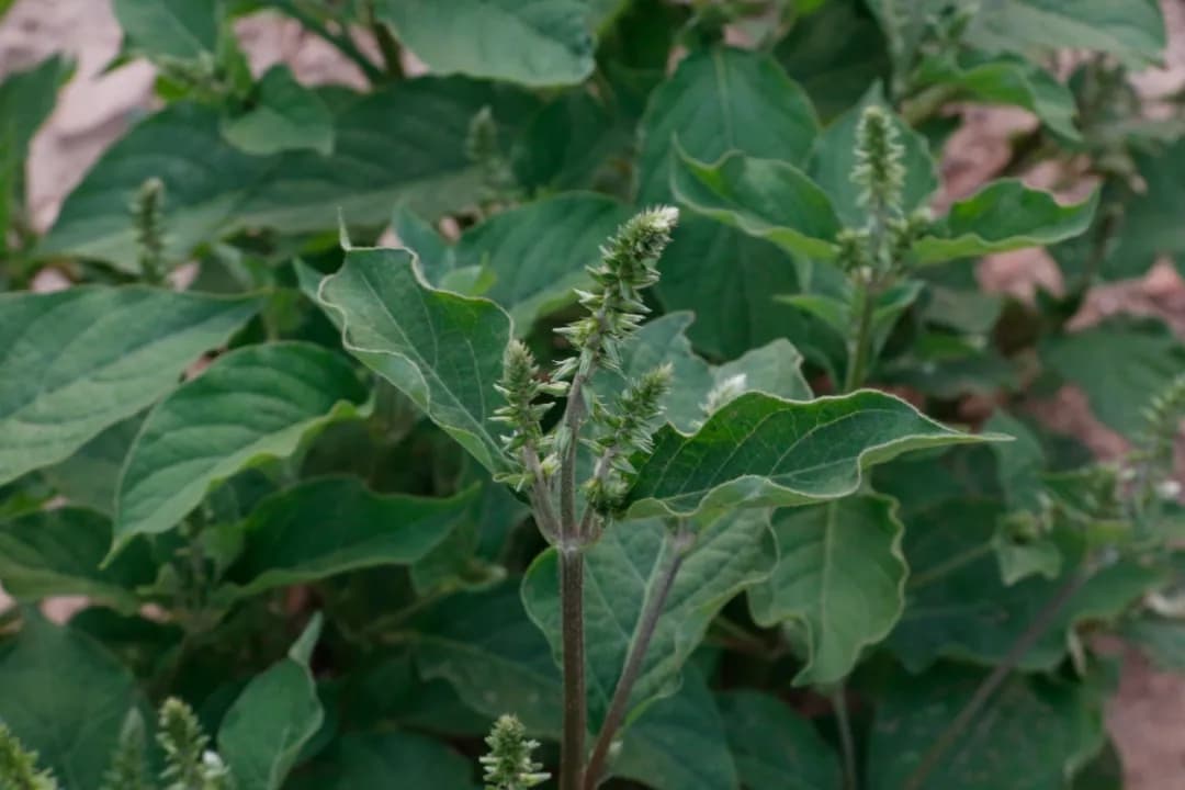 中药牛膝：从历史典故到现代应用