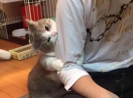 家里猫很爱咬人怎么办？如何有效防止猫咪咬人行为？