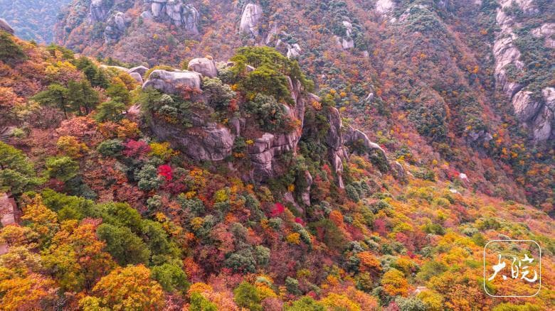 层林尽染成油画，五彩斑斓秋色美！九华山花台景区进入最佳赏秋季