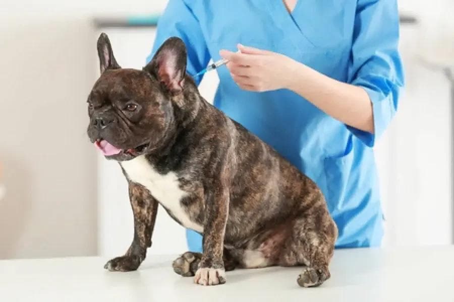 犬猫疫苗注射的必要性总结