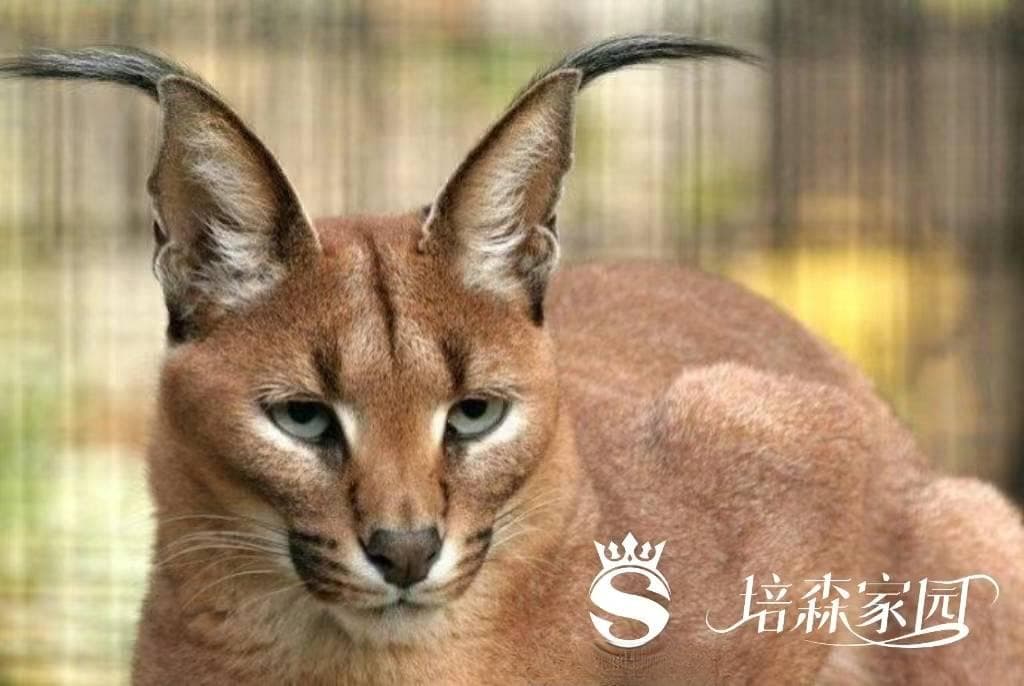 凶狠的美丽野猫—狞猫
