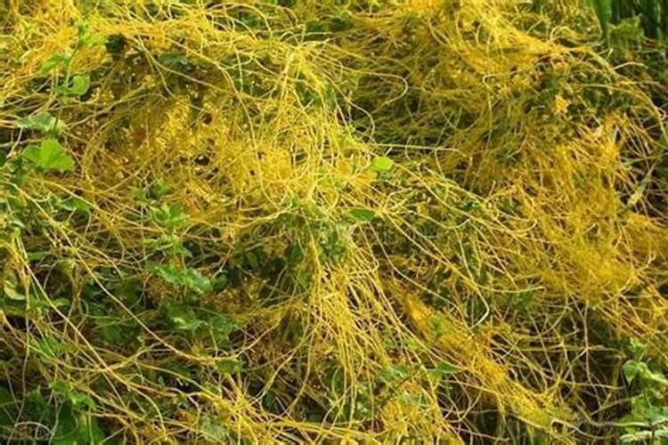 菟丝子的防治：一场与寄生植物的智慧斗争