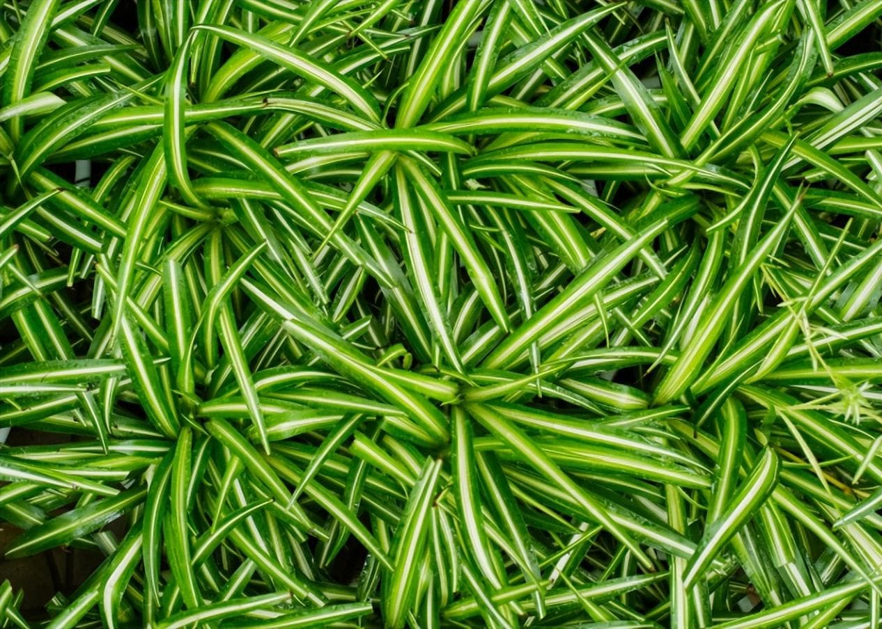 水培植物有哪些（常见的水培植物种类介绍）