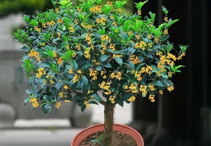 家养桂花出“贵子”，巧用“1 根”枝条，30 天打造桂花盆栽