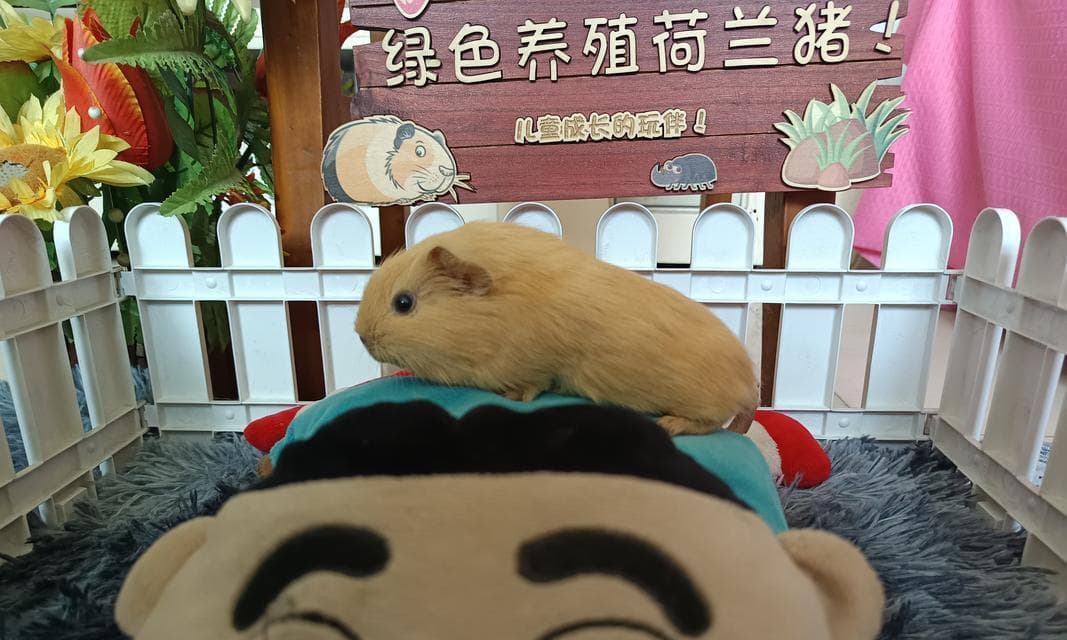 荷兰猪的养殖技巧（让你成为合格的荷兰猪饲养者）