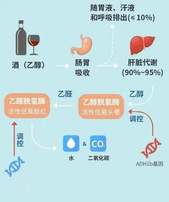 酒精检测仪是怎么识别酒驾的？