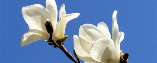 玉兰花树怎么养护（浅谈玉兰树养护和管理）