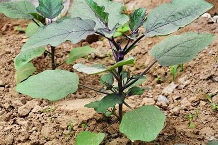 呵护成长：幼苗期茄子的营养需求与施肥指南