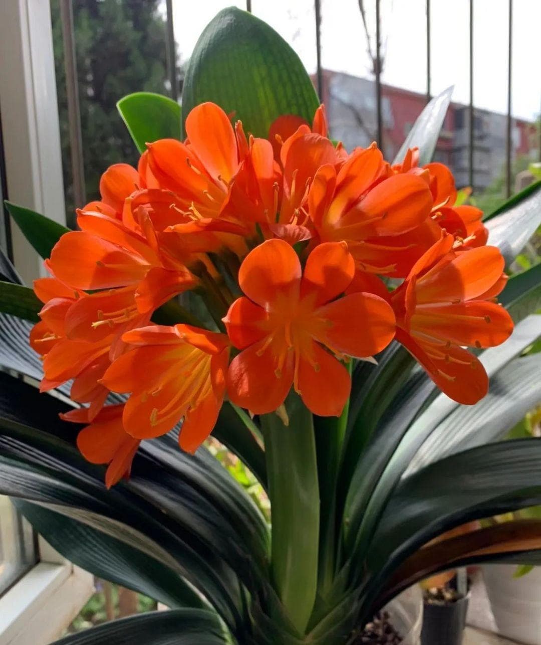 霜降后这样养君子兰，花开又大又艳
