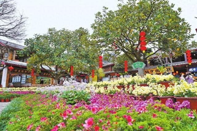 丽江古城鲜花迎春