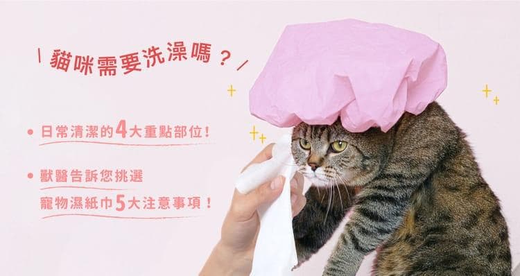 猫咪需要洗澡吗？日常清洁4大重点部位全解析