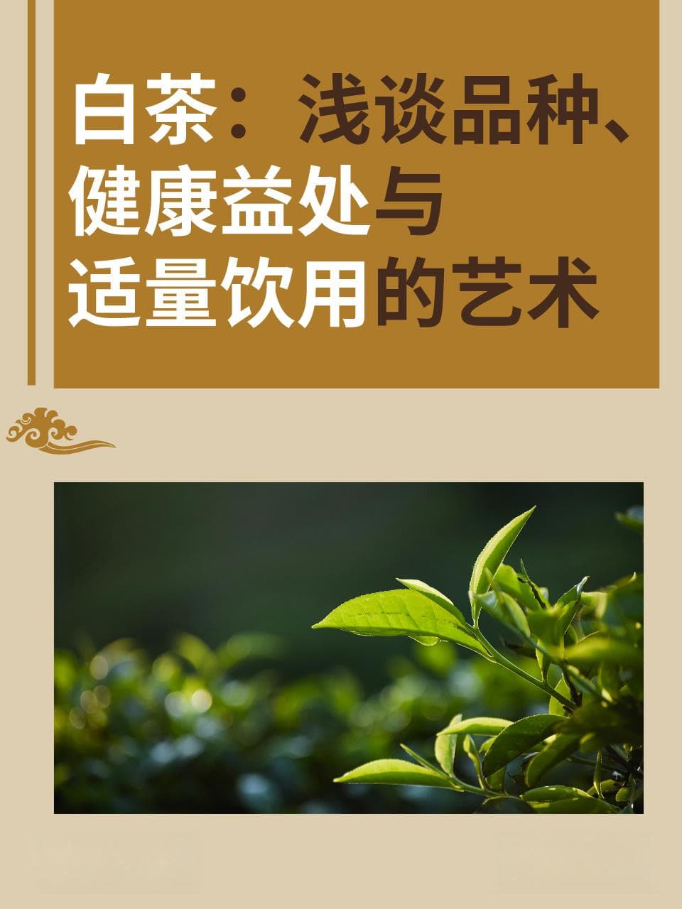 白茶：浅谈品种、健康益处与适量饮用的艺术