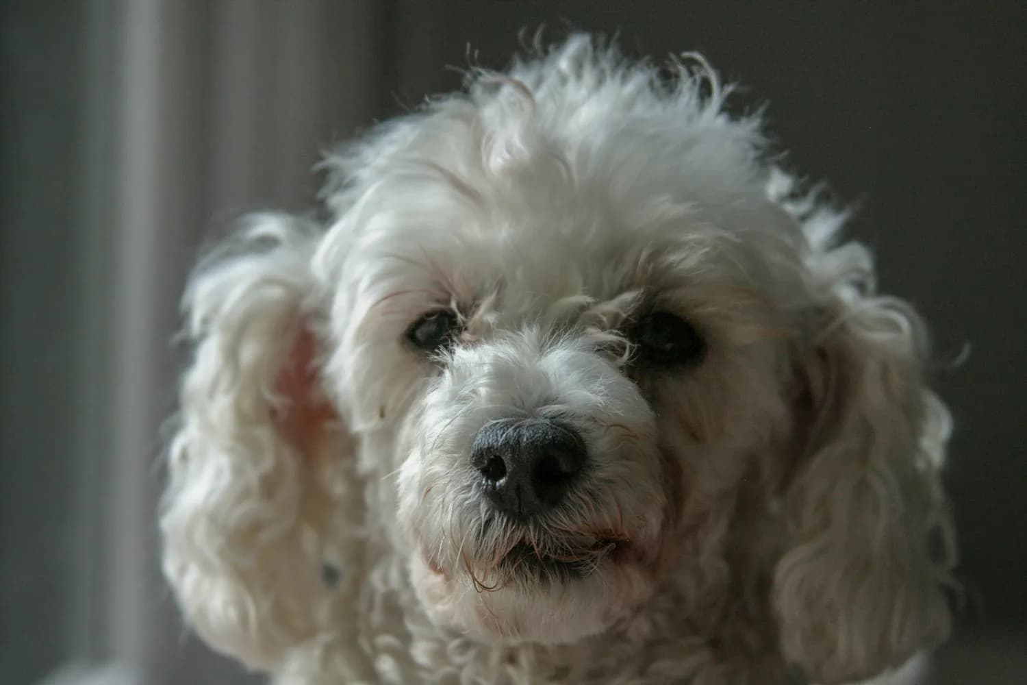 比熊犬健康指南：常见疾病与治疗