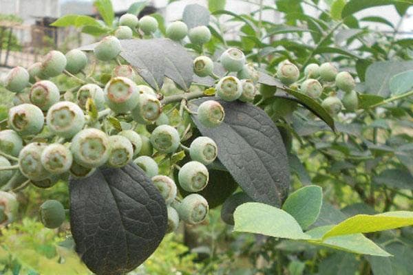 蓝莓基质栽培配方