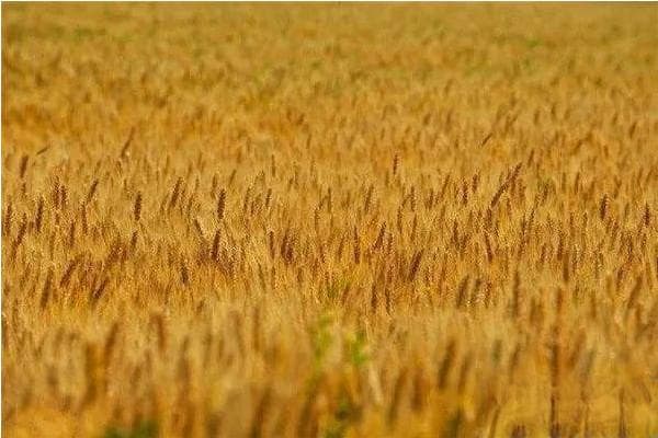 小麦几月份成熟？冬小麦与春小麦成熟时间全解析