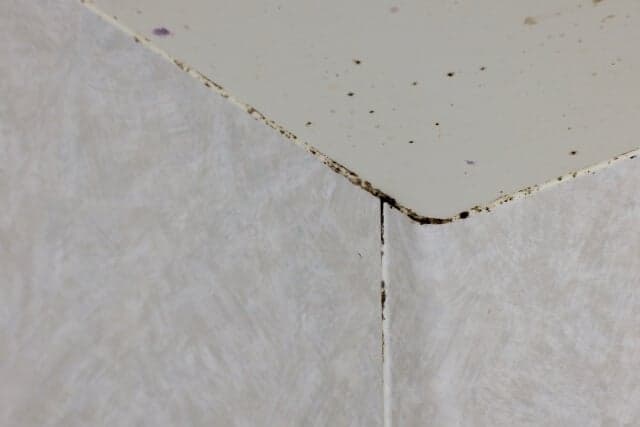 潮湿天墙身发霉？7个霉菌清洁方法：梳打粉/白醋可处理！