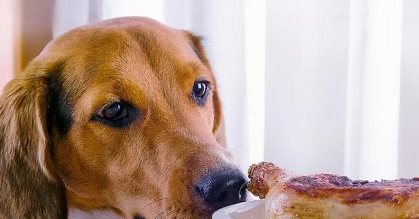 金毛犬的“人间美味”：15种健康又美味的食物推荐