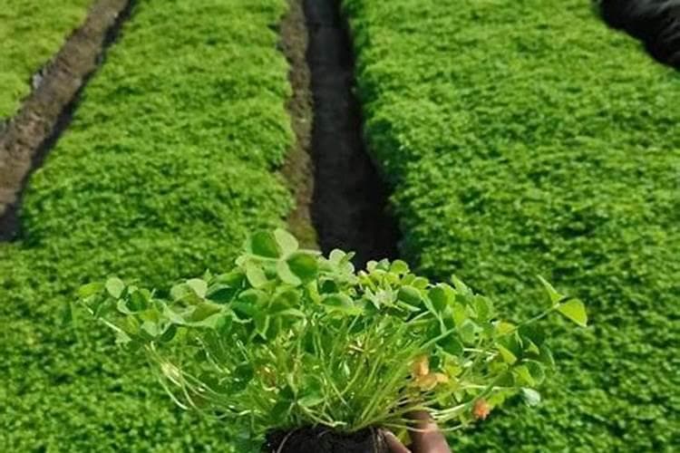 酢浆草种子种植全攻略：从播种到日常管理