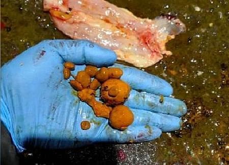 中药材天然牛黄行情分析：一年暴涨三倍，未来走势如何？