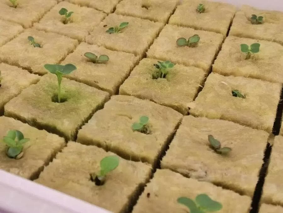 岩棉栽培种植技术的原理、特点及其应用