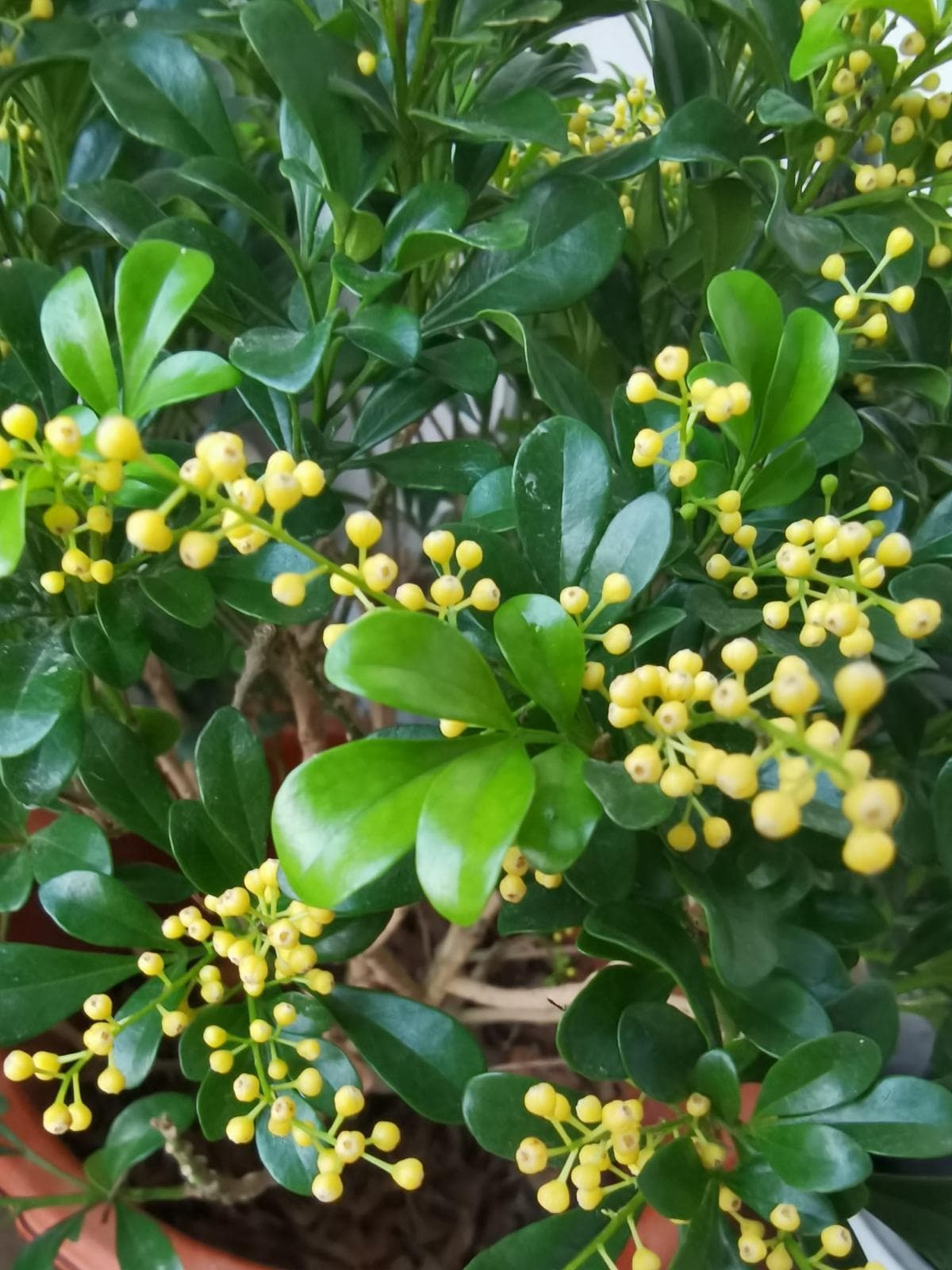 什么花四季都开花（室内四季常开的花朵大全）